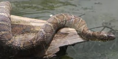 Dayton snake